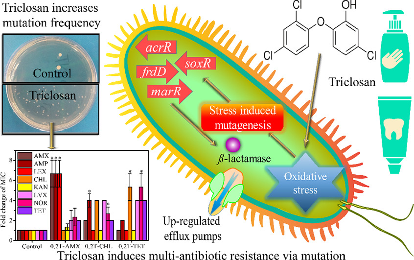 Nonantibiotic antimicrobial triclosan induces multiple antibiotic
