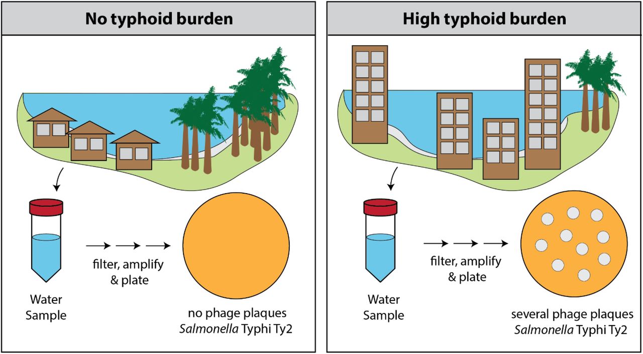 Environmental Bacteriophages for Typhoid Surveillance and Evaluating ...