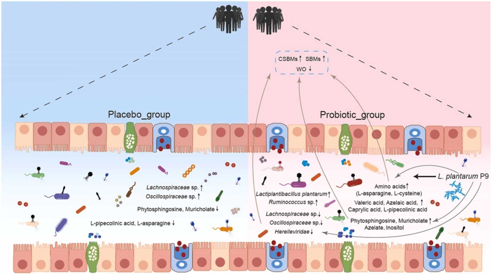 New Clinical Trial Reveals Lactiplantibacillus Plantarum P Probiotics As Effective Treatment