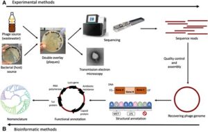 Enhancing Precision in Phage Therapy Insights from Phage Annotation and ...