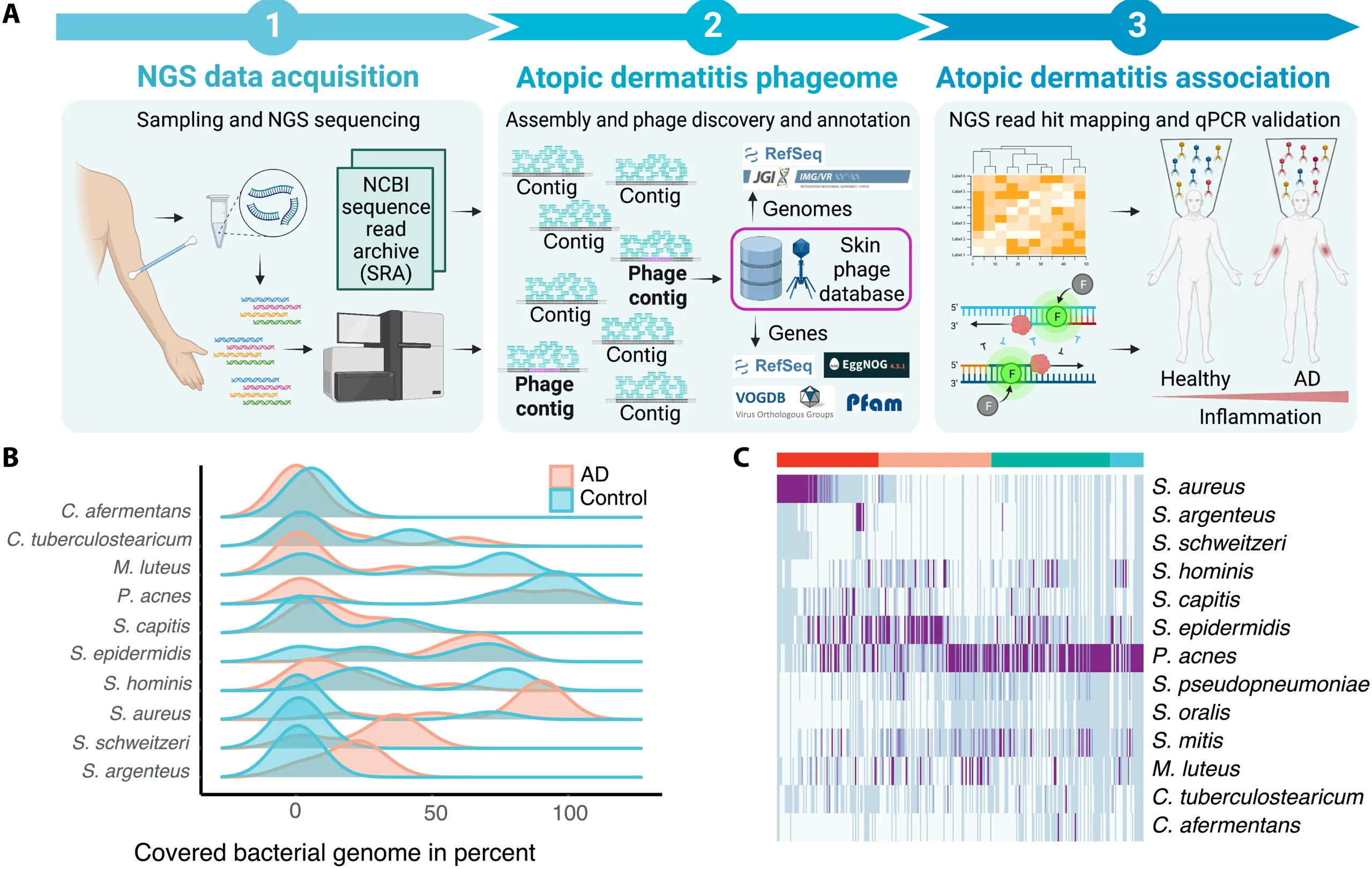 Exploring the Phageome: Differences in Healthy and Atopic Dermatitis Skin