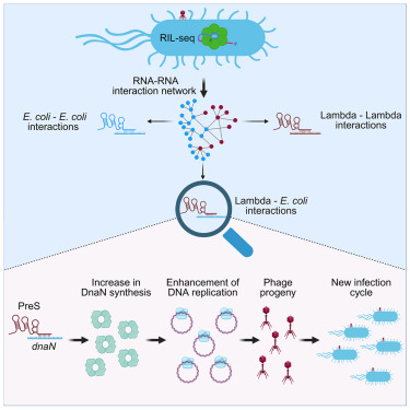 Picture RIL-seq Escherichia coli
